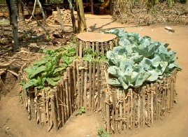 Vegetable plot fertilised using goat manure