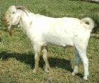 Pure Savannah buck at Gerald Ssemwogerere's farm, Masaka, Uganda