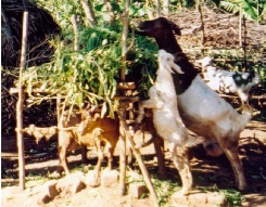 Goats in Uganda eating tree leaves and crop residues