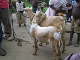'Nkonzo' goat from the Rwenzori Mountains