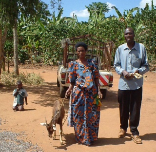 Young dairy male with its new keeper in Masaka