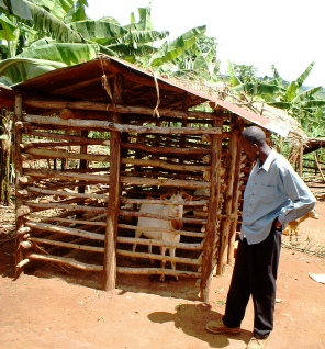 Secure but spacious house for a village stud male