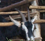 High-grade Saanen-Toggenburg cross with British Alpine colouring