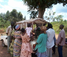 Dairy buck distribution in Masaka District of Uganda