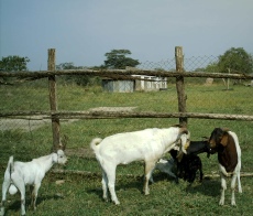 Boer-cross and Savannah bucks