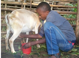 Milking a dairy cross goat