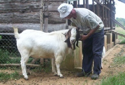 Pure Boer buck kept by Mike Johnstone