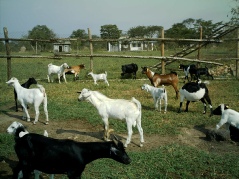 Mixed herd of local females and boer/savannah cross males