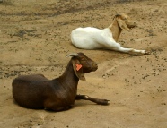 Boer offspring coloured like Kalahari Red at Ssembeguya Estates, Sembabule, Uganda