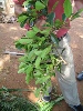 Mutuba leaves