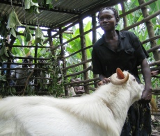 Community buck-keeper in Bundibugyo District