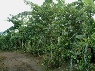 Mutuba fenceposts 1