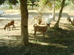 Local goats and low-grade meat crosses in a dry part of Masaka District