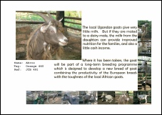 Christmas/Birthday Goat Certificate p3