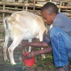 milking a crossbred goat
