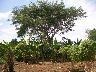 Mutuba in bananas