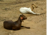 Boer offspring coloured like Kalahari Red at Ssembeguya Estates, Sembabule, Uganda