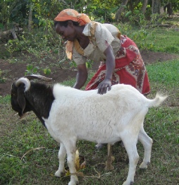 Boer male at a buck station in Central Uganda