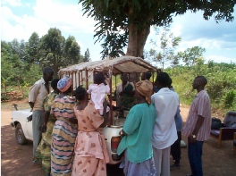 Bringing a dairy male to a village in Masaka District
