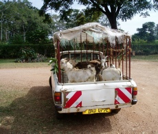 Young dairy bucks being distributed in Masaka District