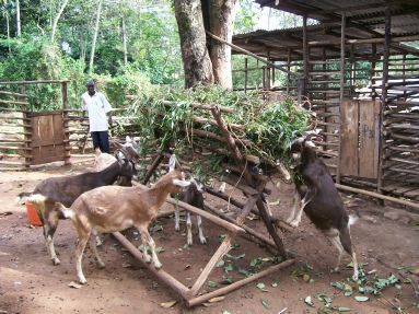 Feeding rack rack in use