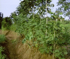 Calliandra used for erosion control and goat fodder