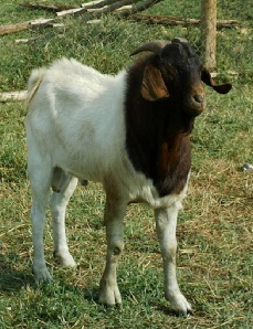 75% Boer buck at Gerald Ssemwogerere's farm, Masaka