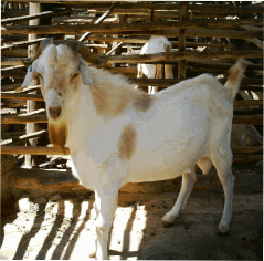 Boer x dairy cross at JOY Youth Training Centre, Masaka