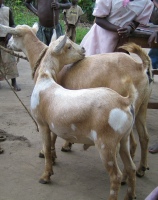The local goats are some of the best in Uganda