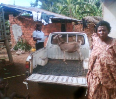 Young dairy cross buck being delivered to Mazinga Sub-Project, Masaka