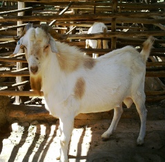 Boer x dairy cross at JOY Youth Training Centre, Masaka