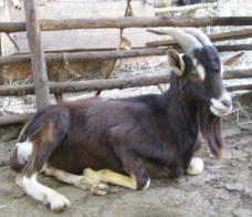 High-grade Toggenburg cross buck